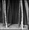 Bamboo II