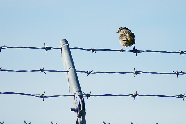 Bird Butt © Dennis Mojado