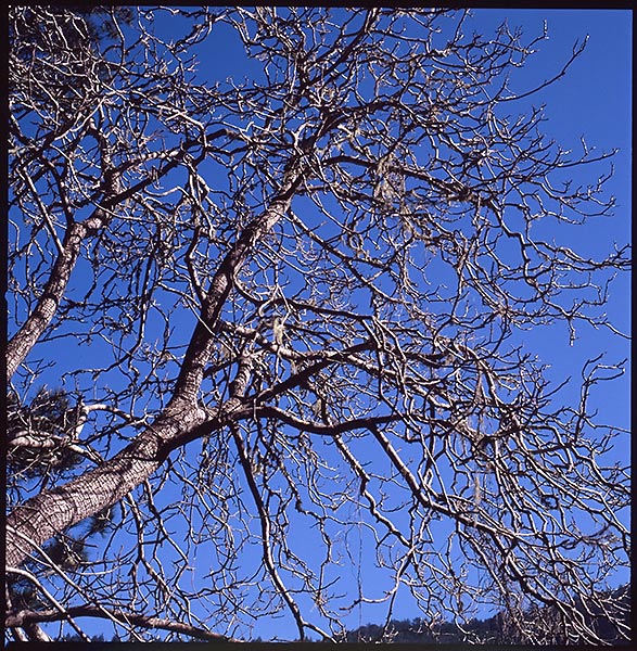 Blue and tree © Dennis Mojado