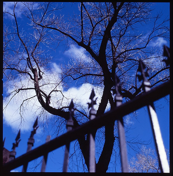 Blue Sky Tree © Dennis Mojado