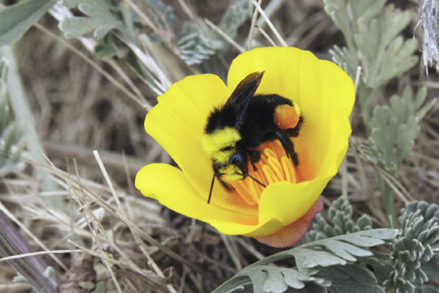 Bumble Poppy © Dennis Mojado