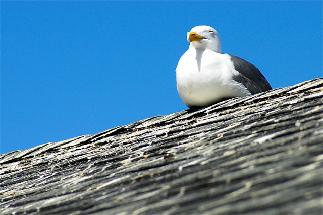 Chillin' Gull © Dennis Mojado