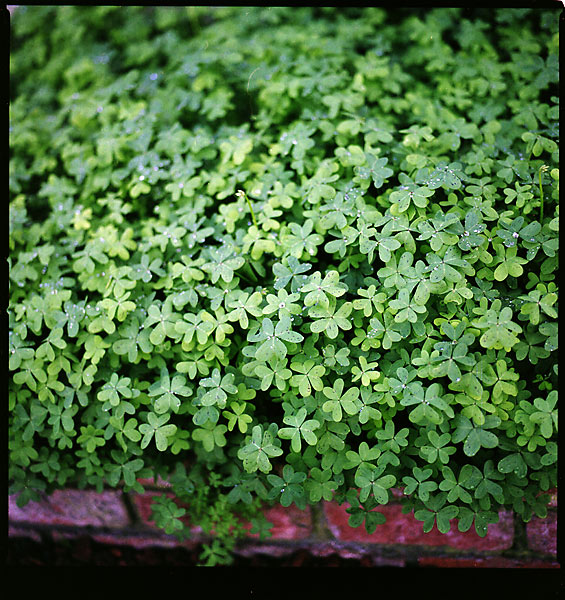 Clovers © Dennis Mojado