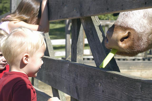 Cow, Kid, and celery © Dennis Mojado