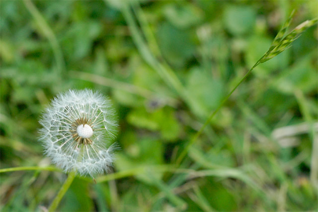 Backyard Dandelion © Dennis Mojado