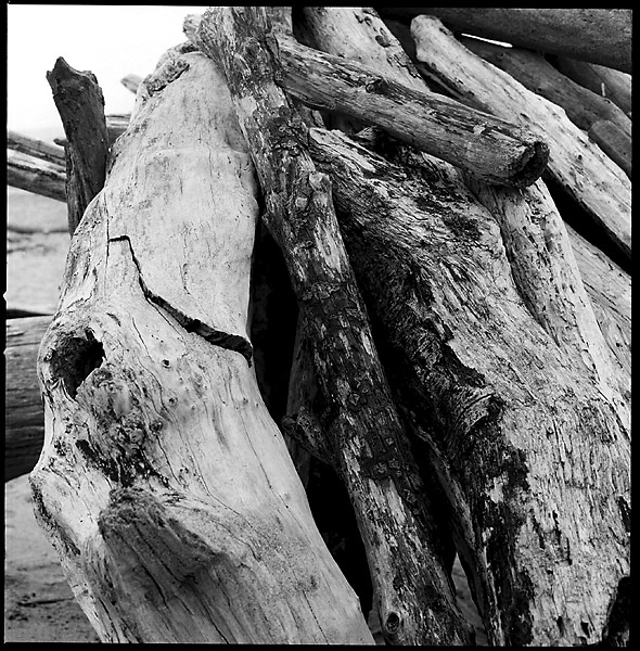 Driftwood Logs © Dennis Mojado