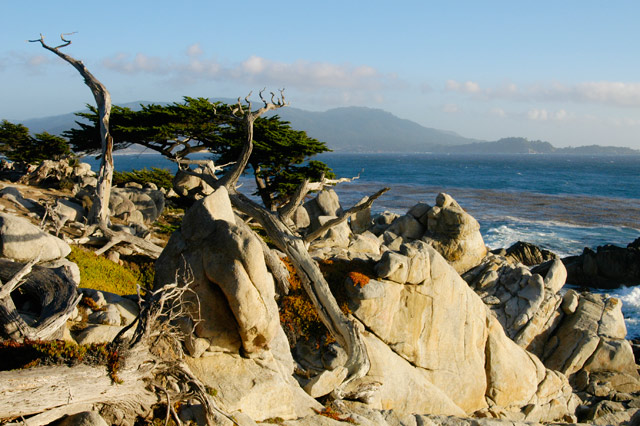 Ghost Tree © Dennis Mojado