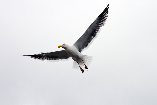 Gull, Mid-flight © Dennis Mojado