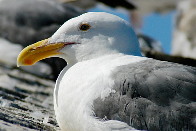 Gull Resting © Dennis Mojado