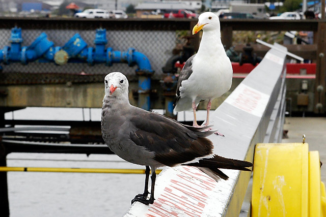 Gulls © Dennis Mojado