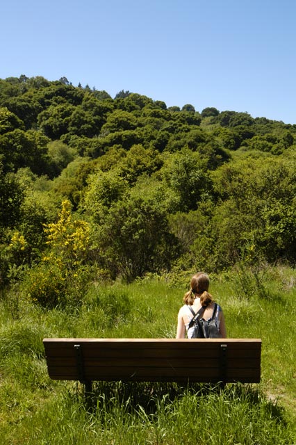 Bench in nature © Dennis Mojado