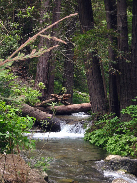 Limekiln Creek © Dennis Mojado