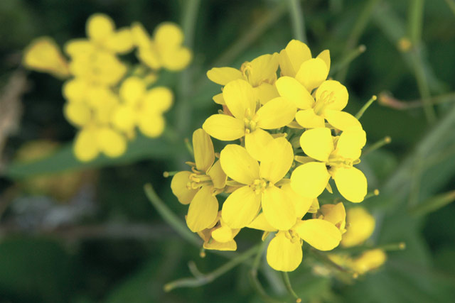 Little Yellow Flowers © Dennis Mojado