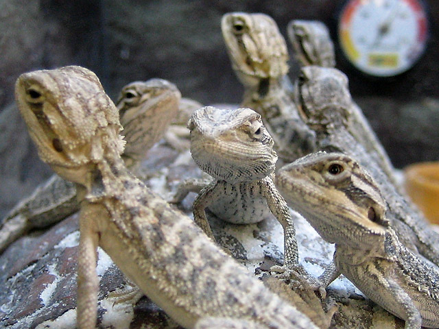 Lizard Posse I © Dennis Mojado