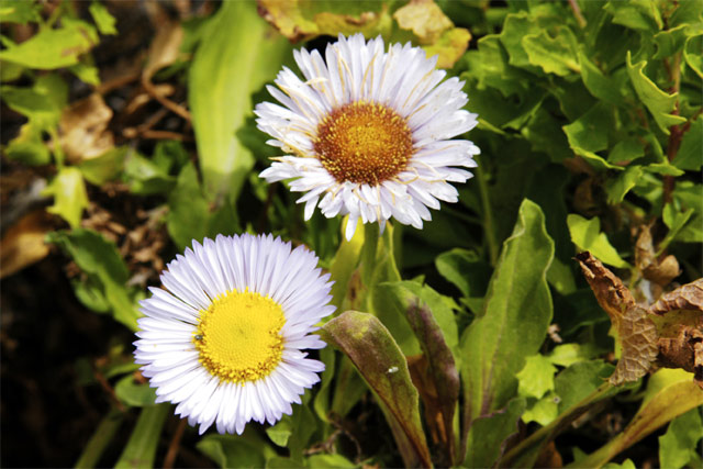 Micro Daisies © Dennis Mojado