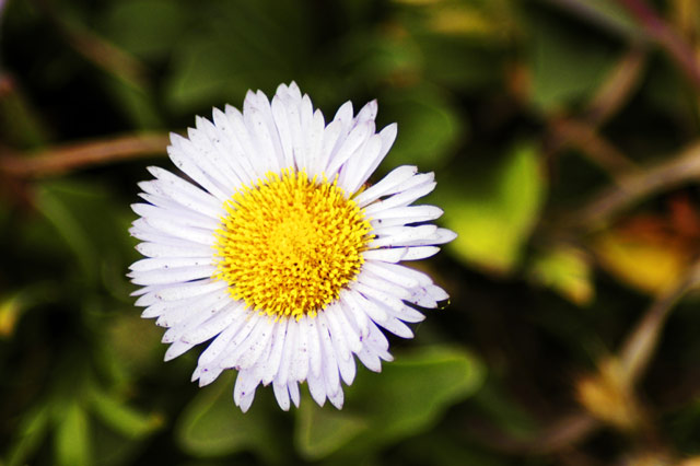 Micro Daisy © Dennis Mojado