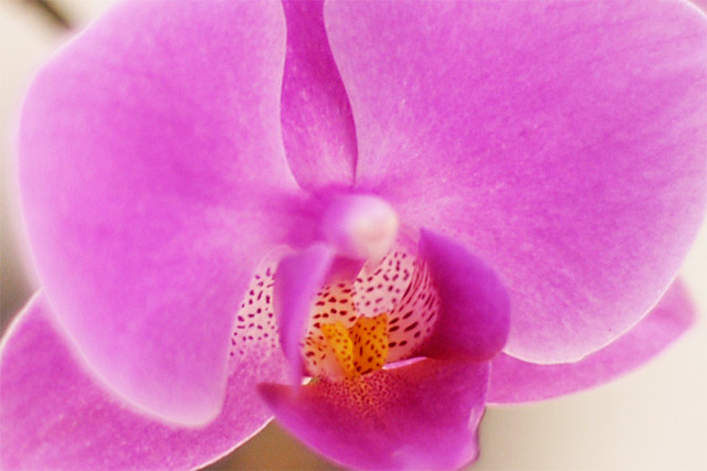 Orchid Closeup © Dennis Mojado