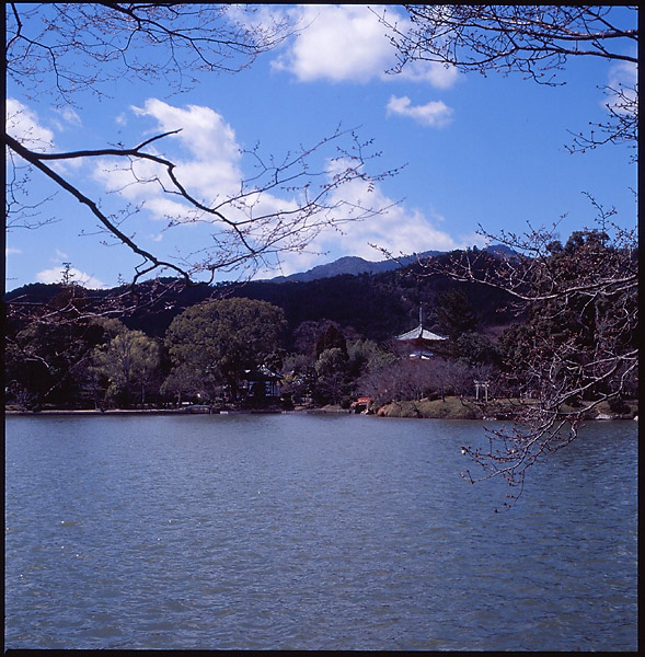 Osawa Pond II © Dennis Mojado