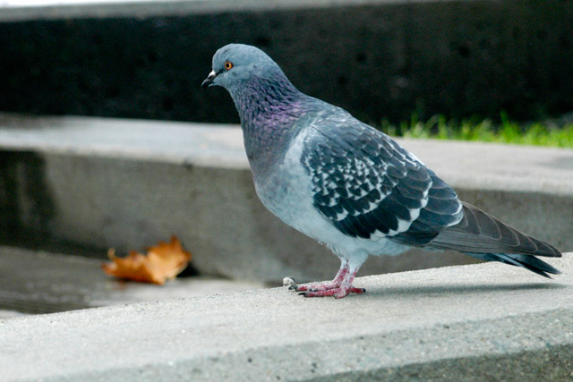 Pigeon © Dennis Mojado
