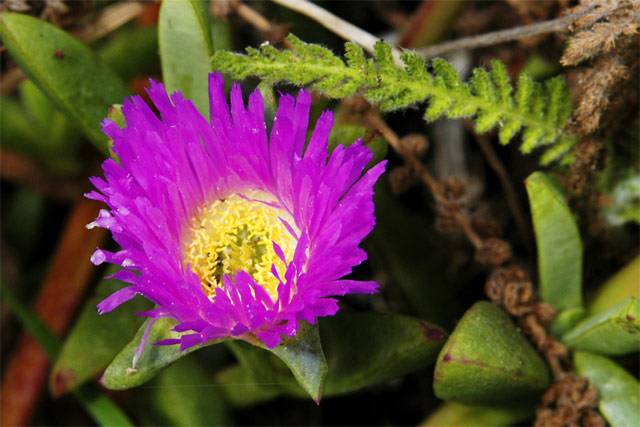 Purplish Pink Flower © Dennis Mojado