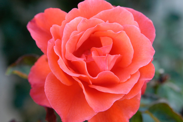 Rose Orange 2 © Dennis Mojado