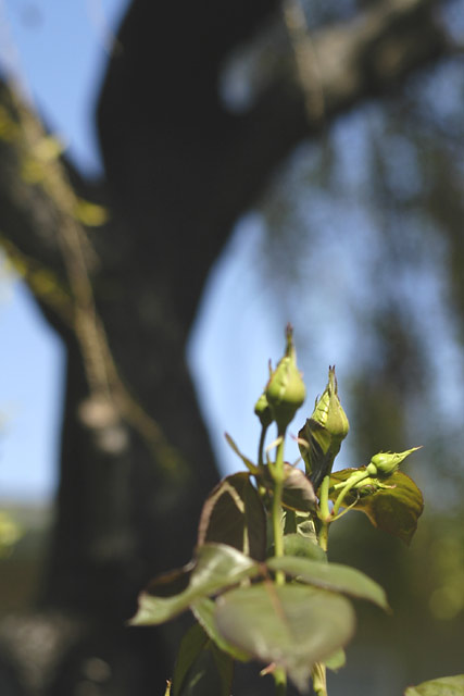 Spring rosebuds © Dennis Mojado