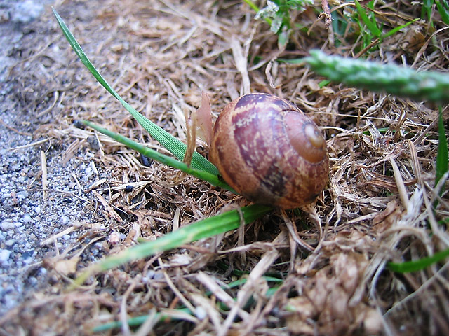 Sleeping Snail © Dennis Mojado