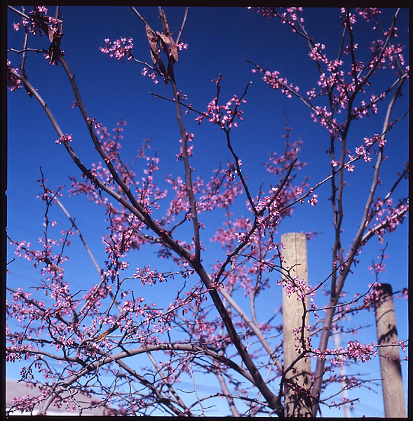 Spring Blossoms I © Dennis Mojado