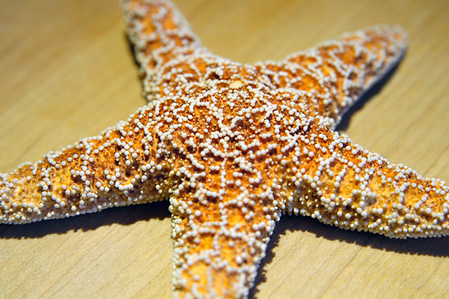 Starfish © Dennis Mojado