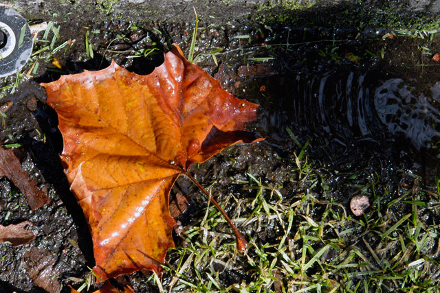 Wet Leaf © Dennis Mojado