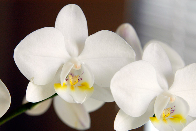 White Orchid © Dennis Mojado